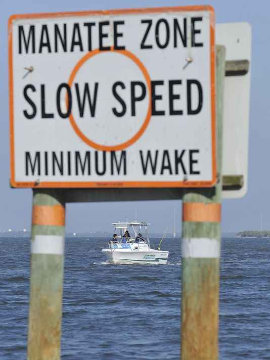 Seasonal manatee zones in effect statewide | wtsp.com