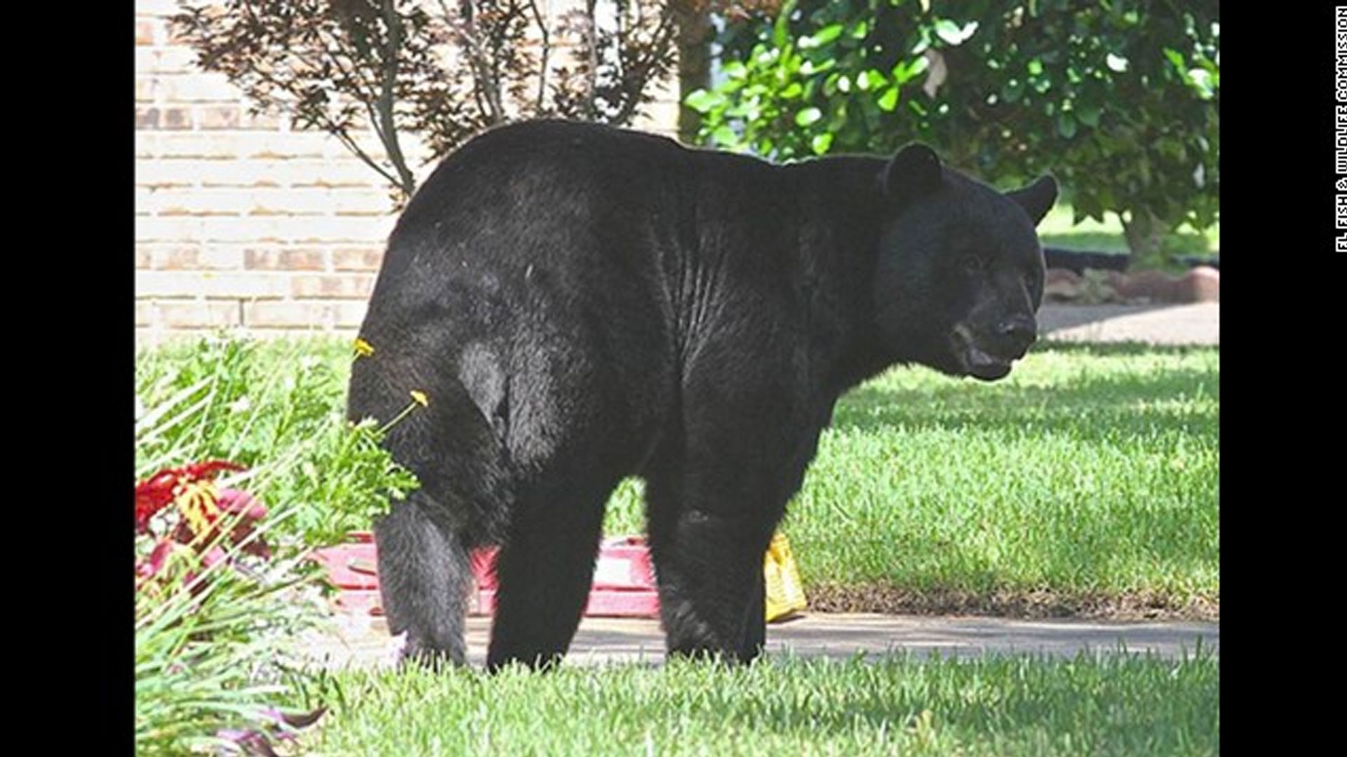 Brutal weekend bear attack 911 call released | wtsp.com