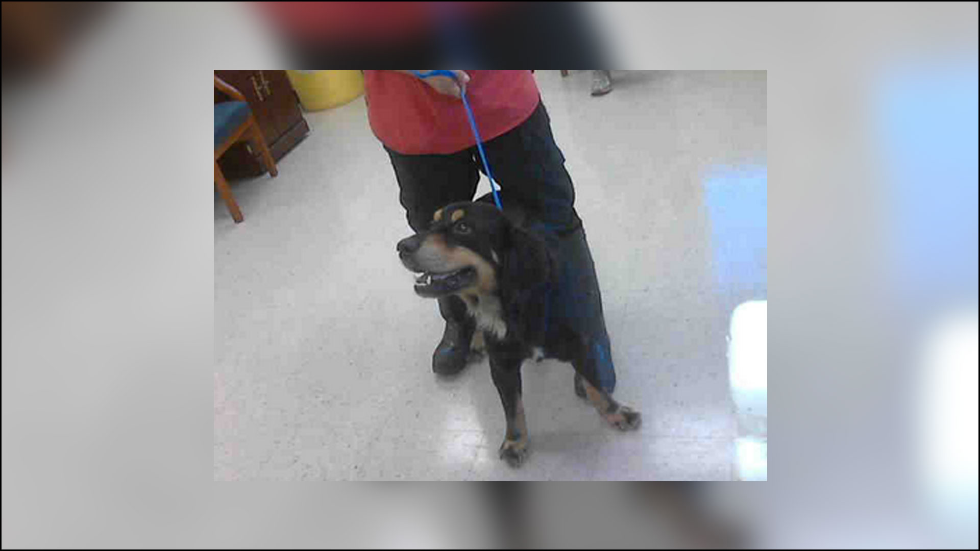 Manatee Animal Services offers half off adoptions | wtsp.com