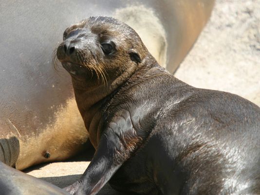 Hundreds Of Sick Sea Lion Pups Turning Up On California Beaches Wtsp