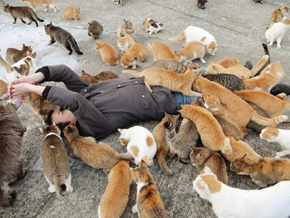 Cats have taken over this island in Japan