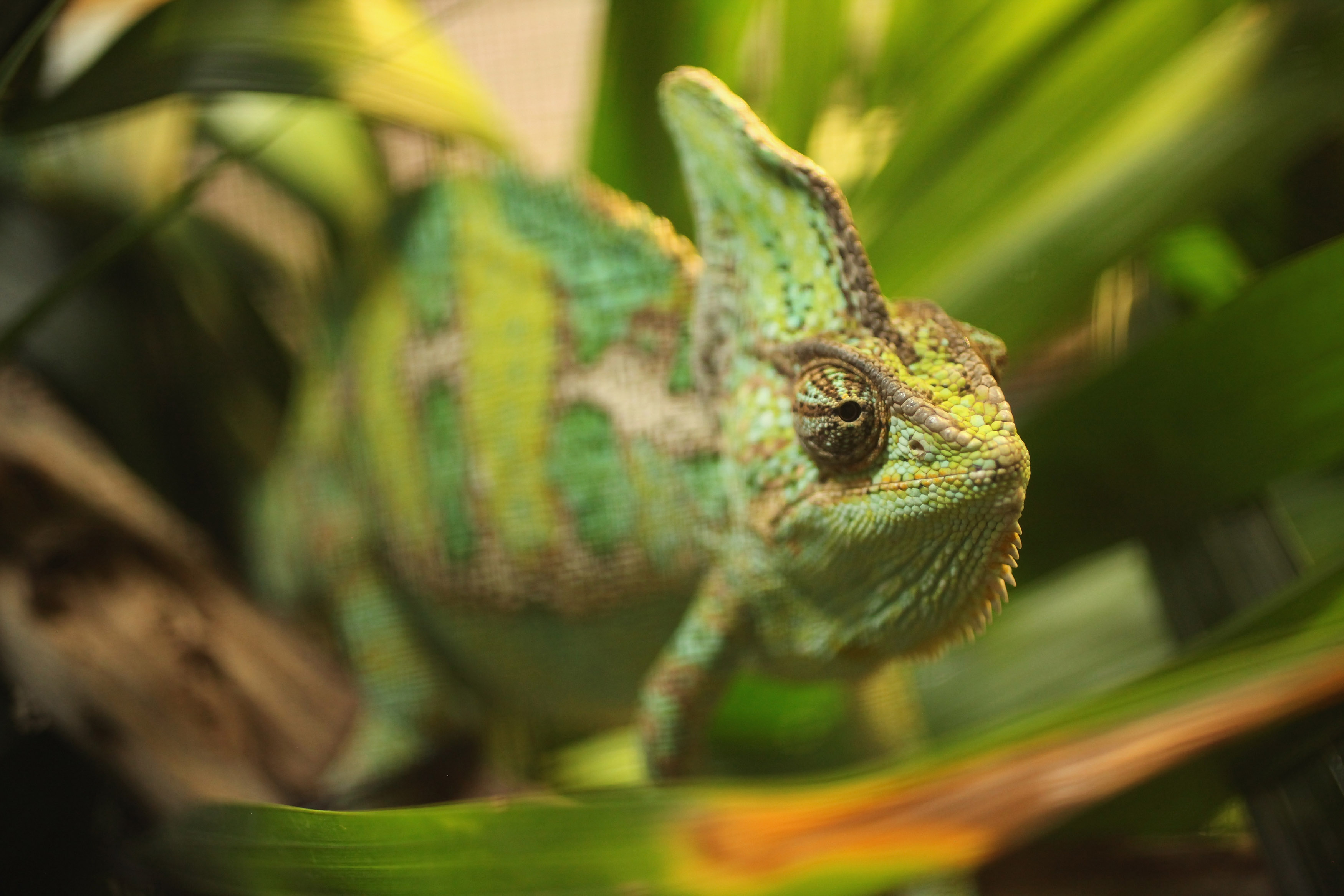 How chameleons really change their color