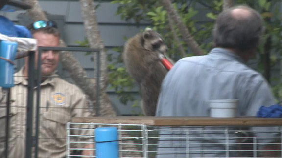 2 arrested, 40 animals rescued in St. Pete | wtsp.com