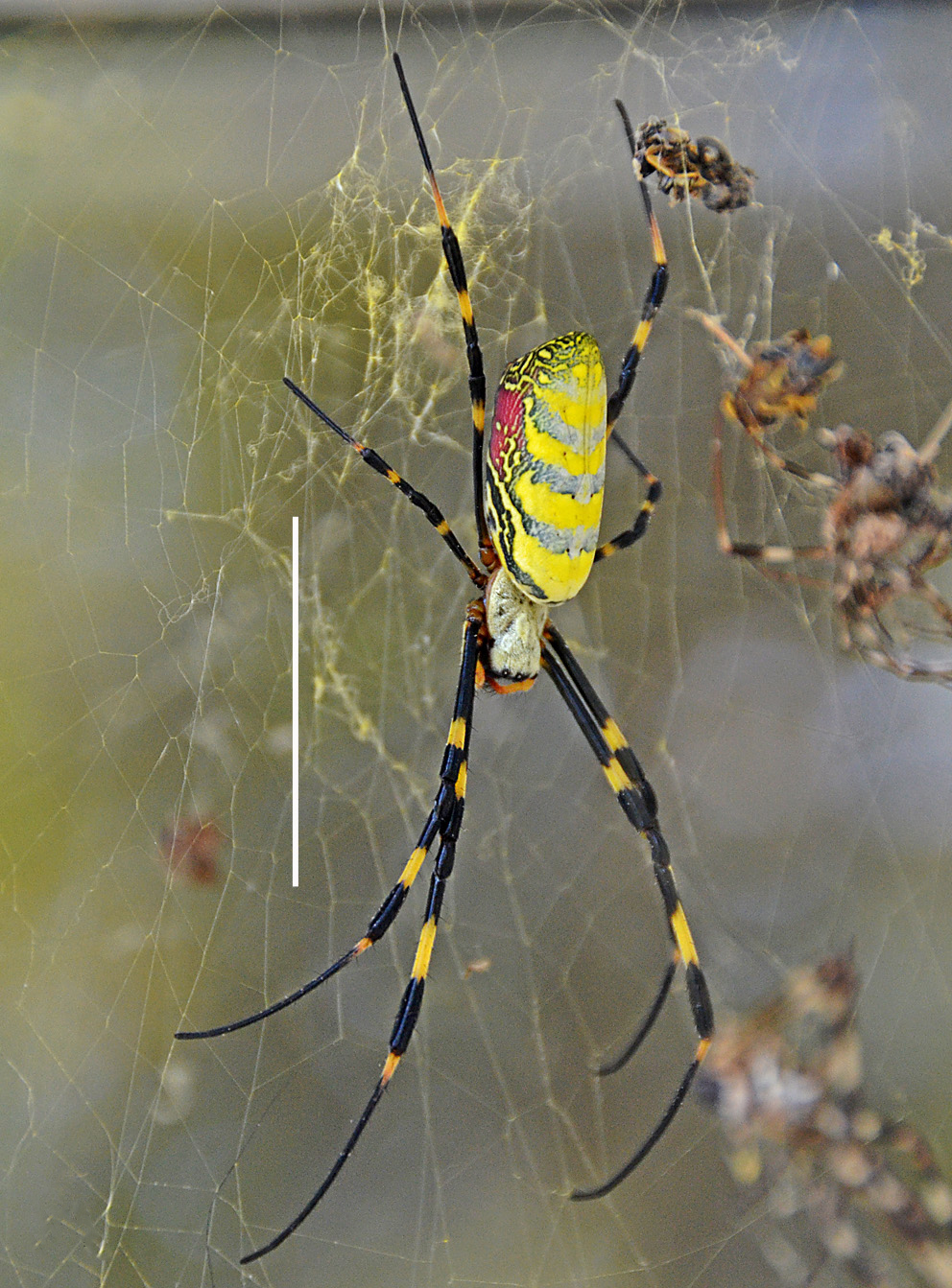 Invasive spider species makes 1st U.S. appearance