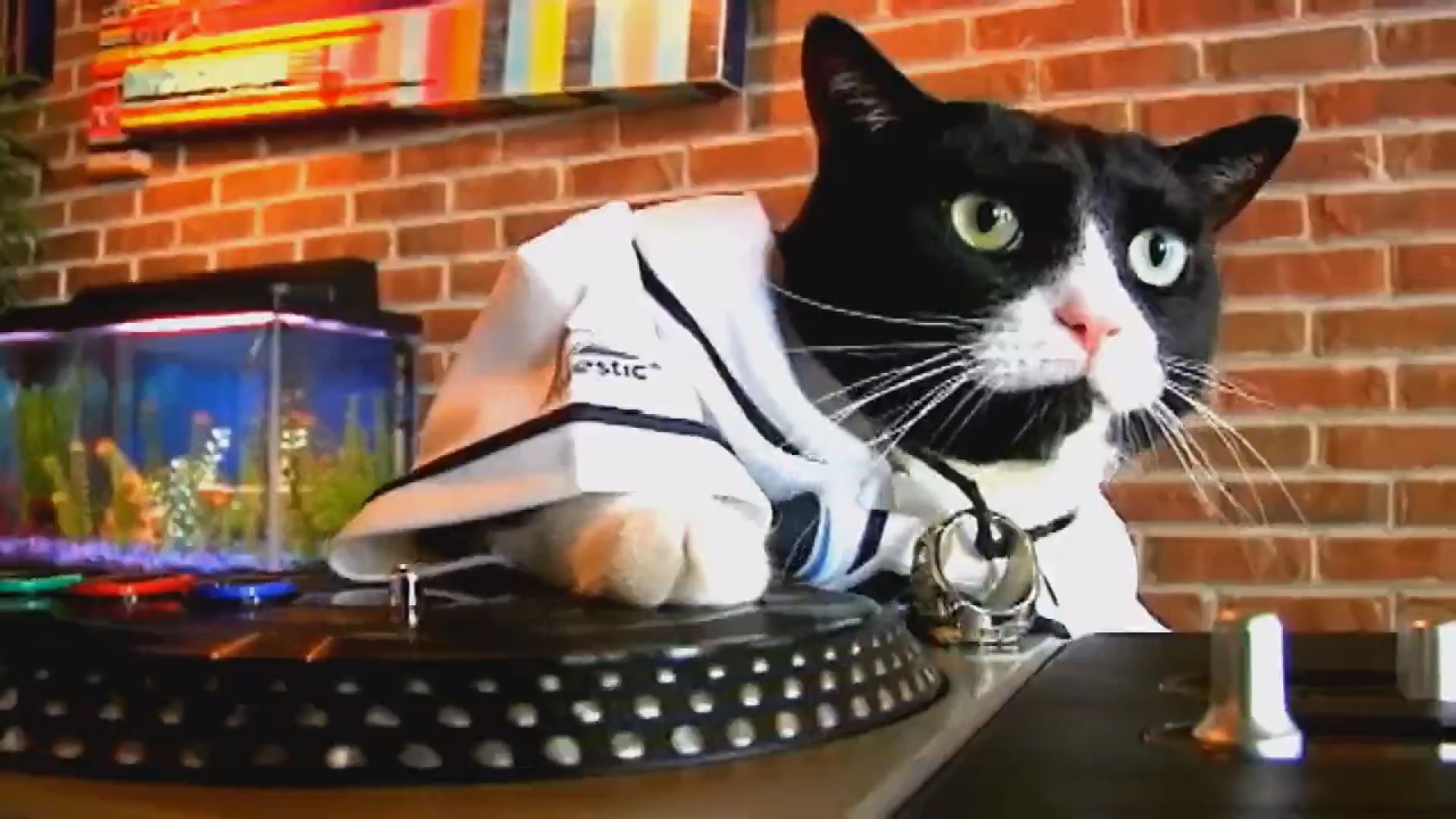 DJ Kitty with a tampa bay rays hat :)