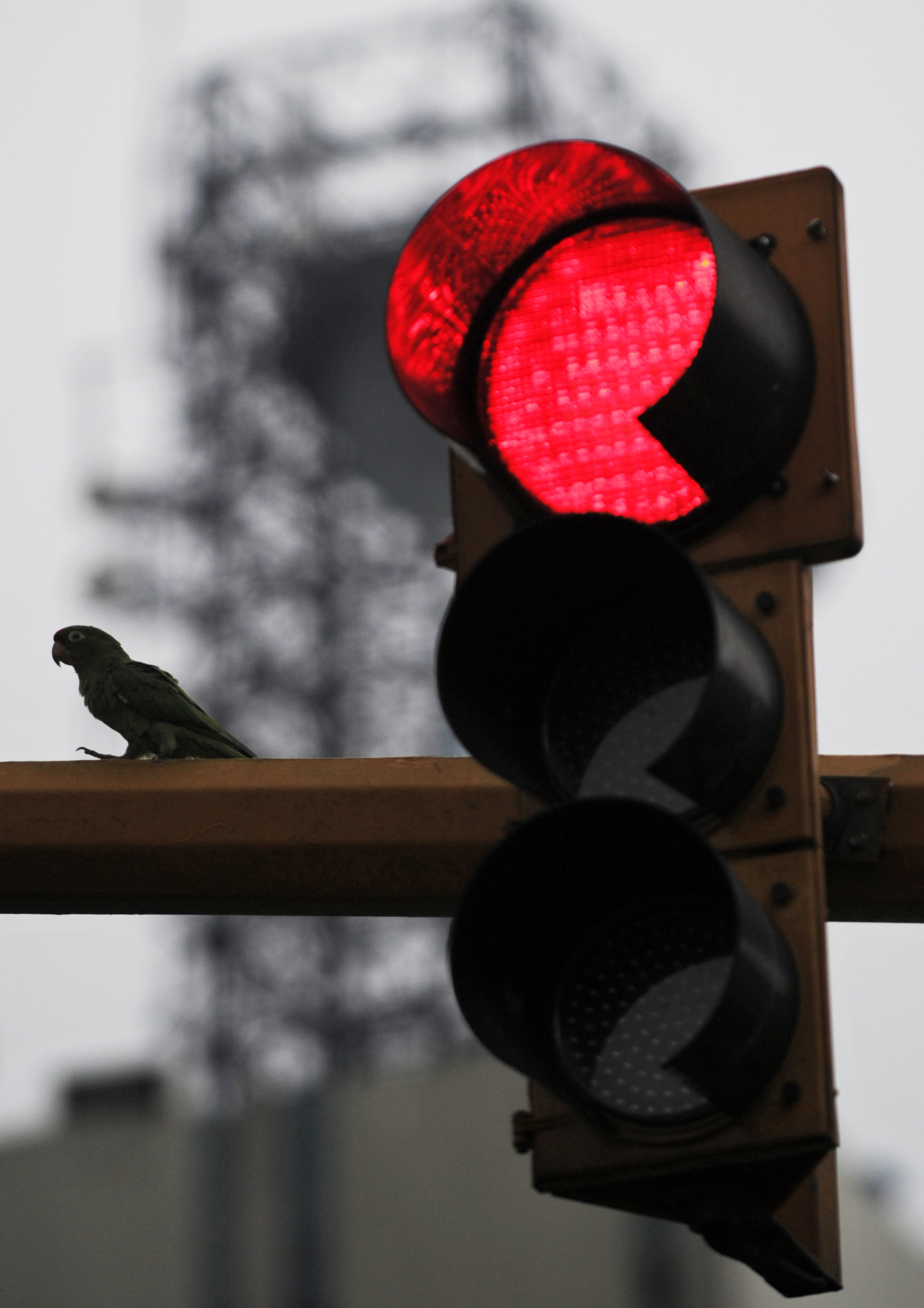 Power restored in New Tampa | wtsp.com