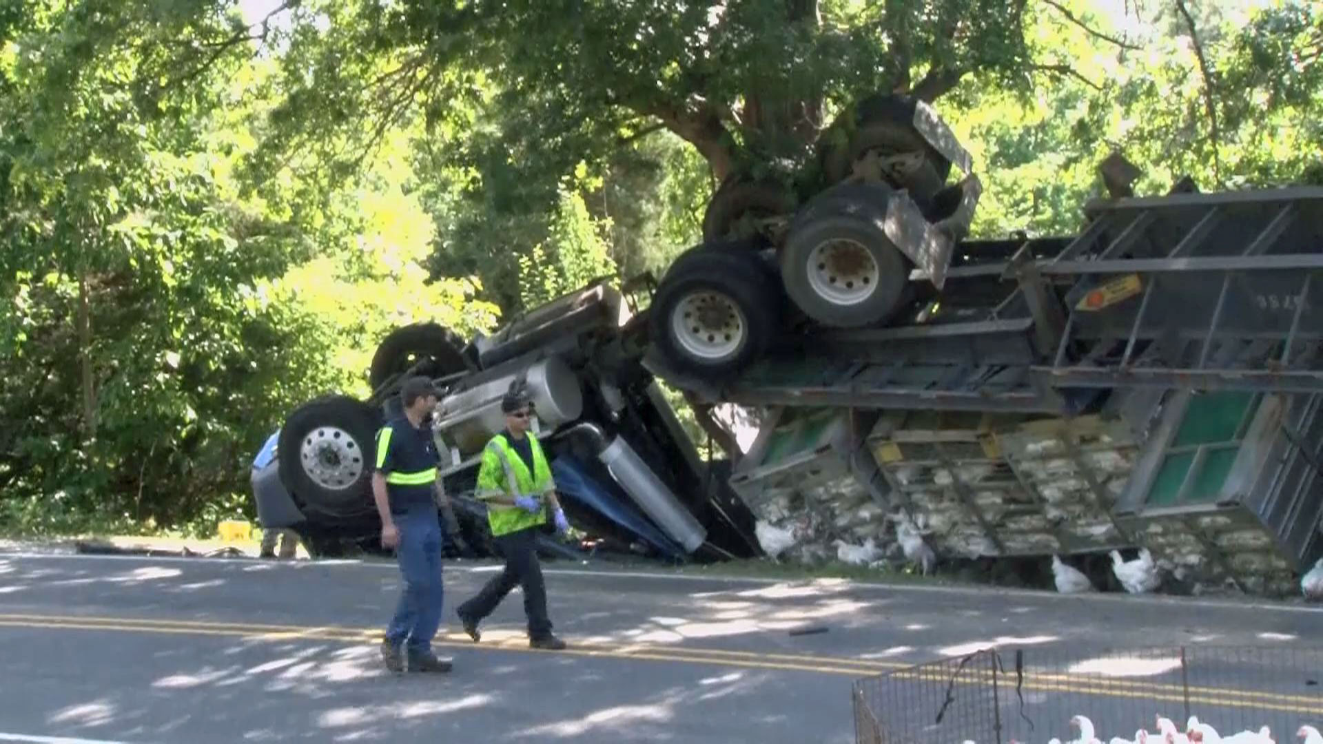 Truck carrying chickens overturns on NC highway