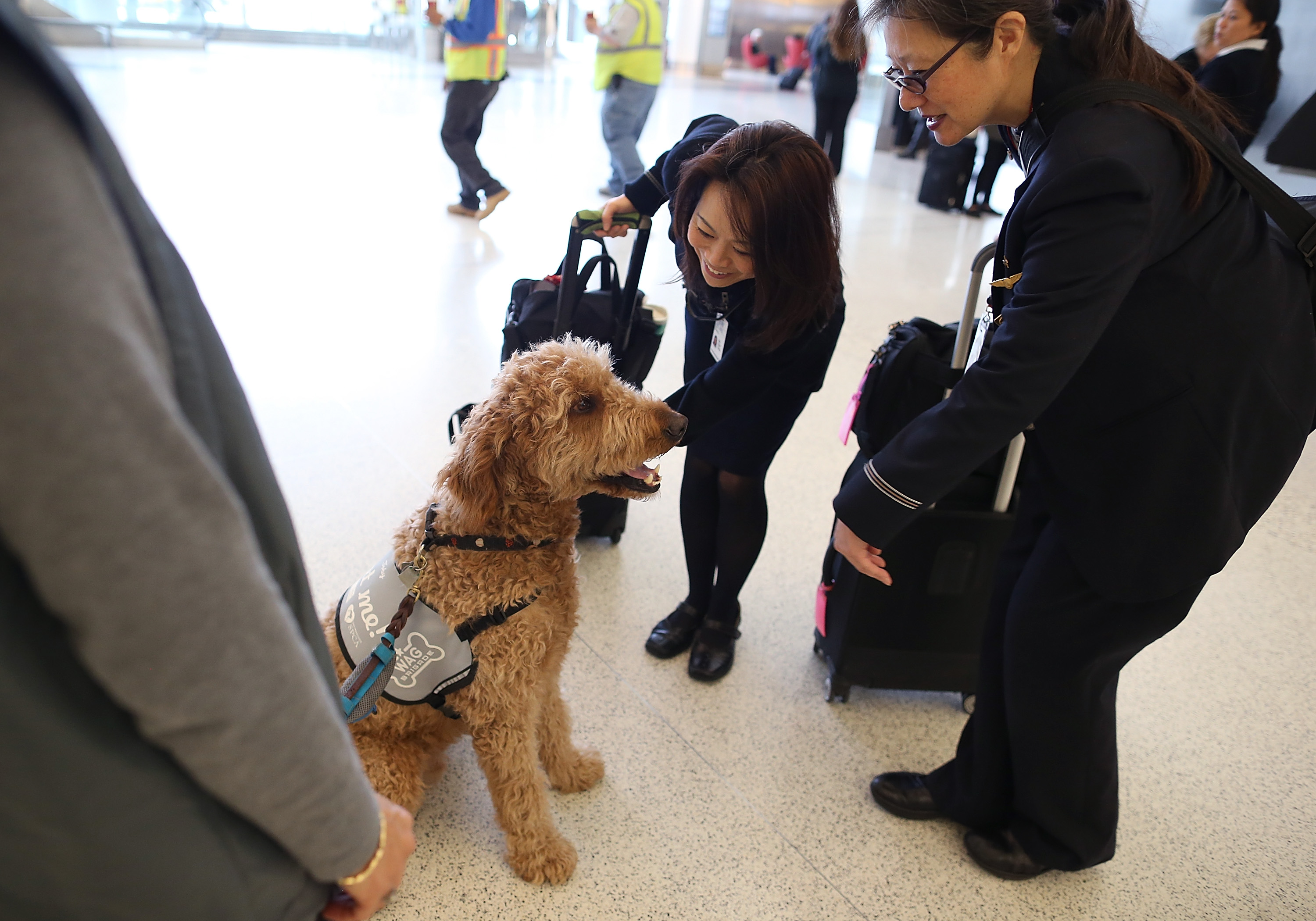 5 Myths About Traveling With Pets | Wtsp.com