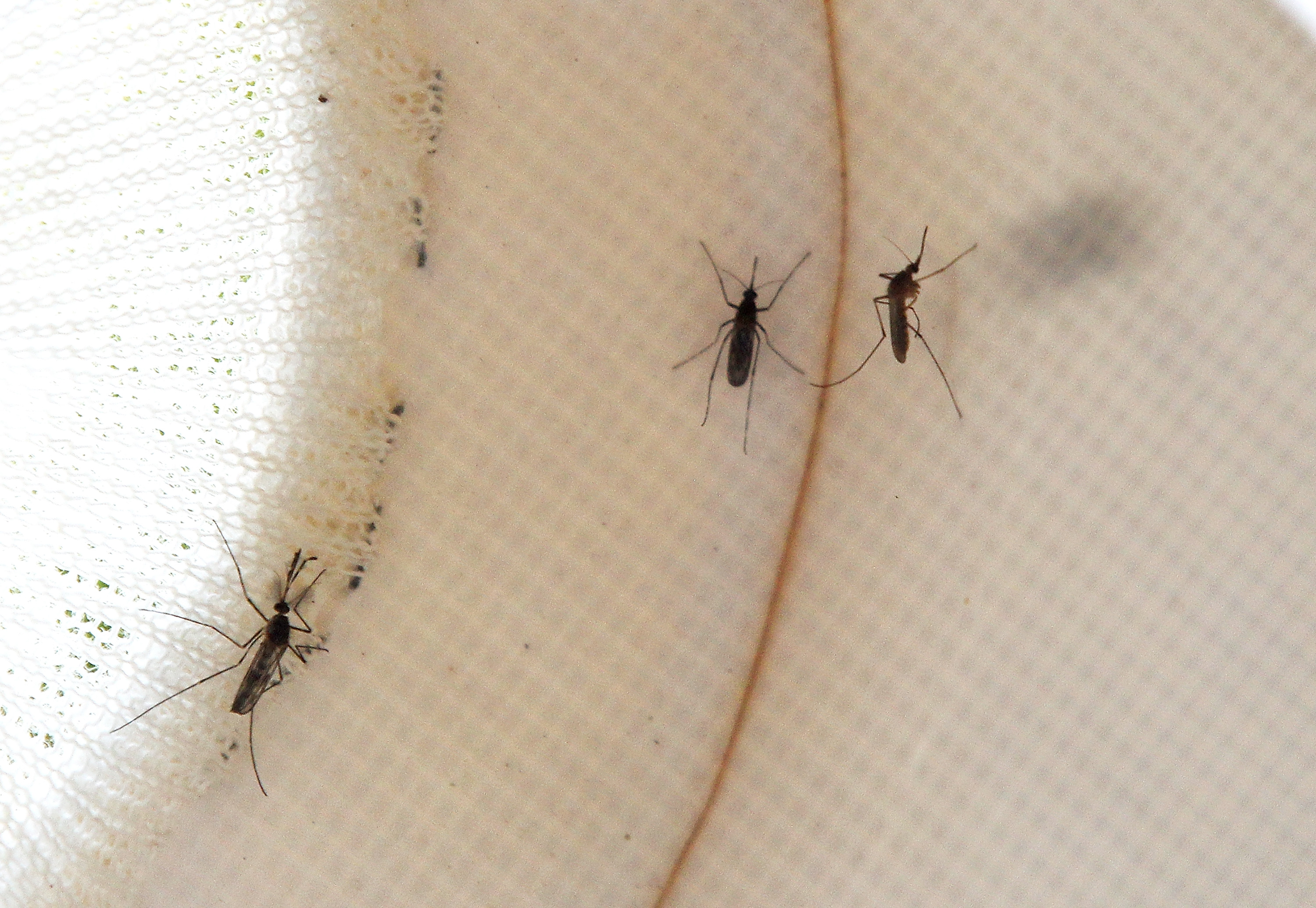 Is Your Family At Risk? Eee Positive Mosquitoes Found In Central Mass. - tsfu4u8