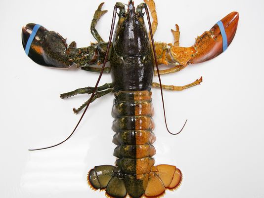 Extremely rare lobster caught in the Gulf of Maine