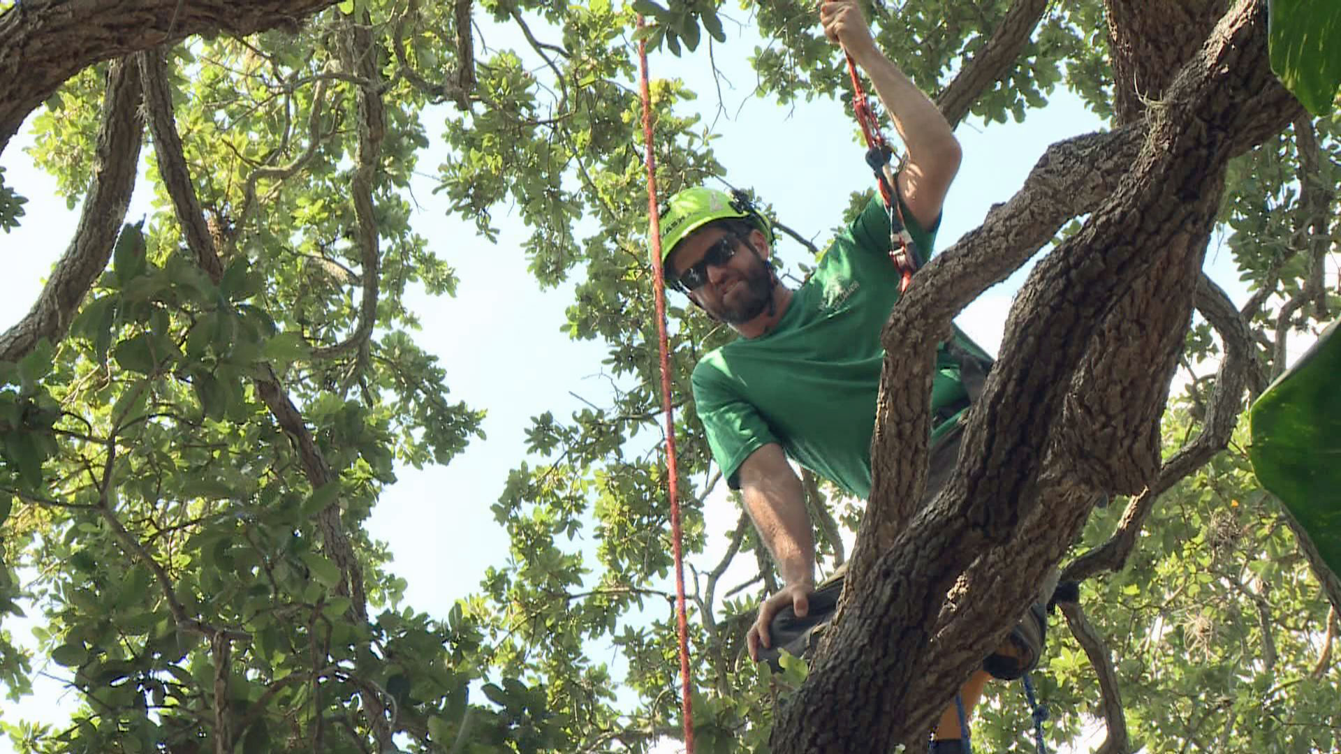 Climbers find competition in Florida trees