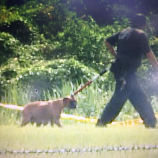 Child seriously injured by family dog | wtsp.com