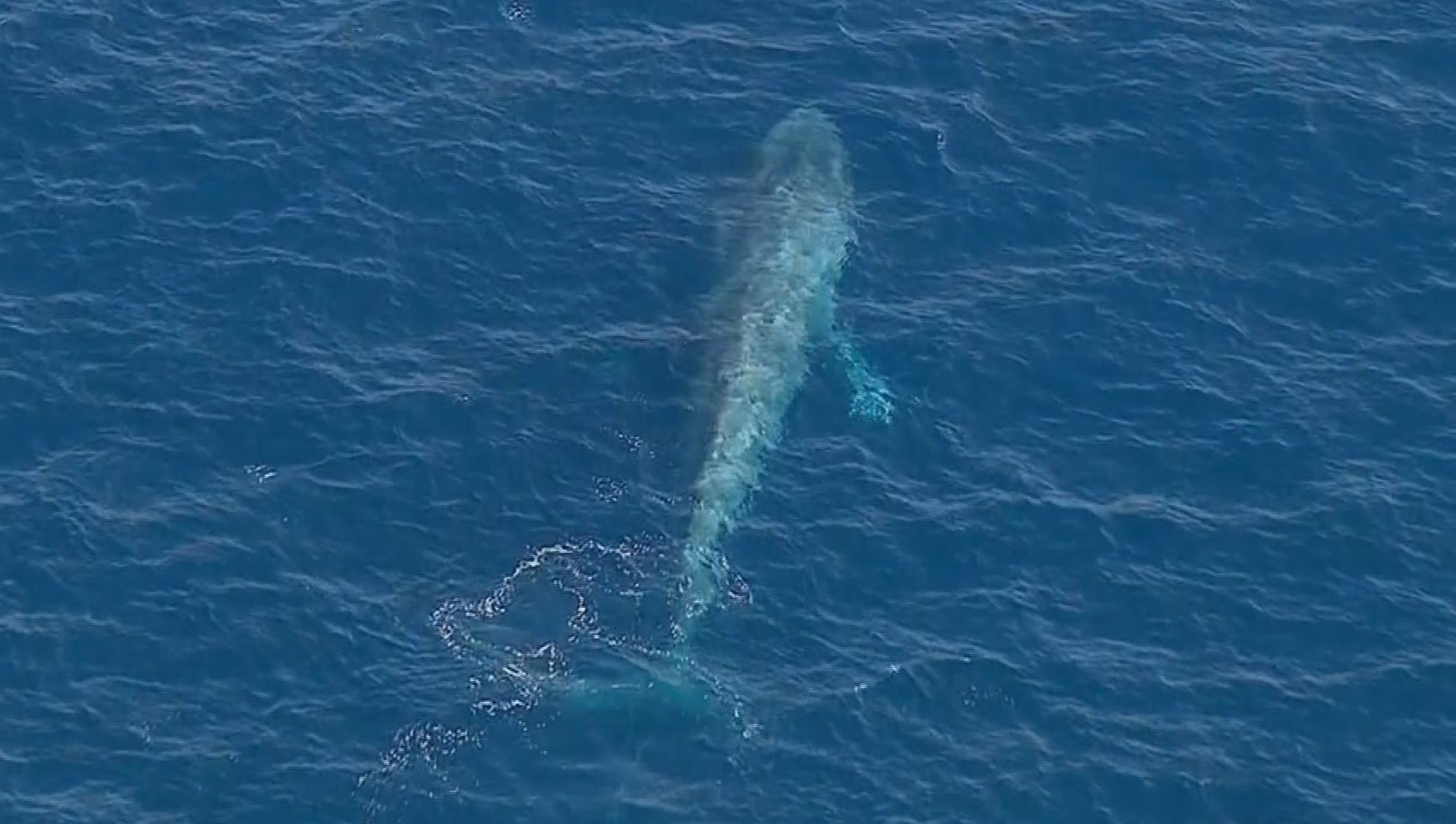 Blue whale caught in fishing net off California