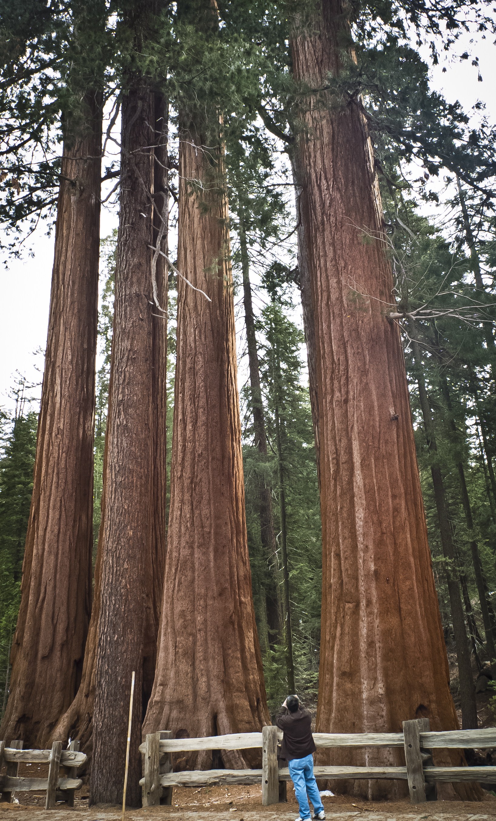 locad sequoia