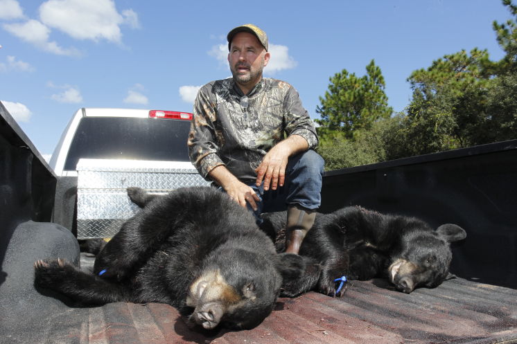 Florida Bear Hunt Resumes In Only Two Areas | Wtsp.com