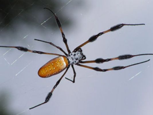 navy and gold casual dress Golden Silk Orb-weaver Spider Web - Trichonephila clavipes - Unisex Co