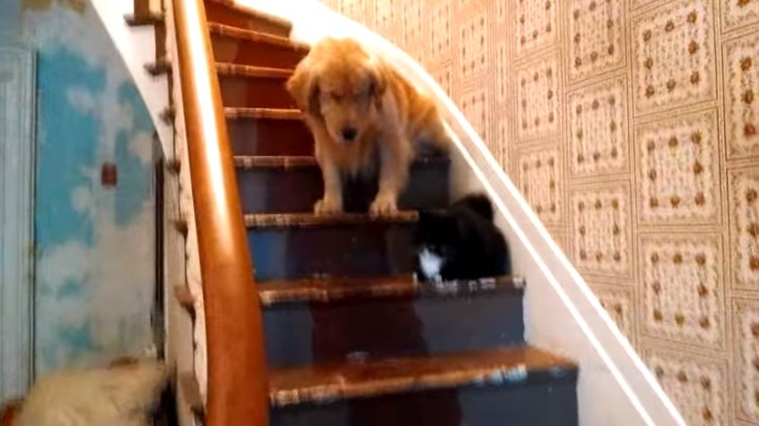 VIDEO Dog way too scared of cat wtsp