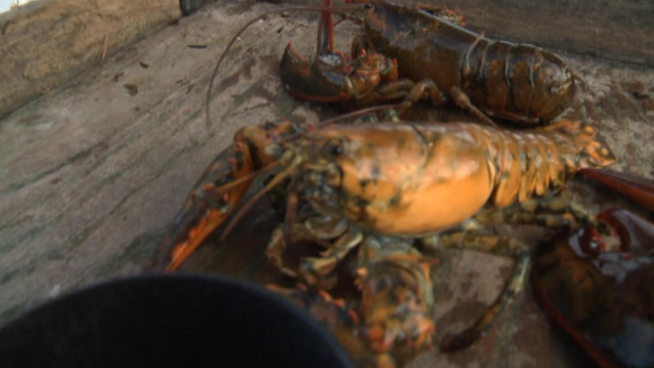 yellow lobster stockx