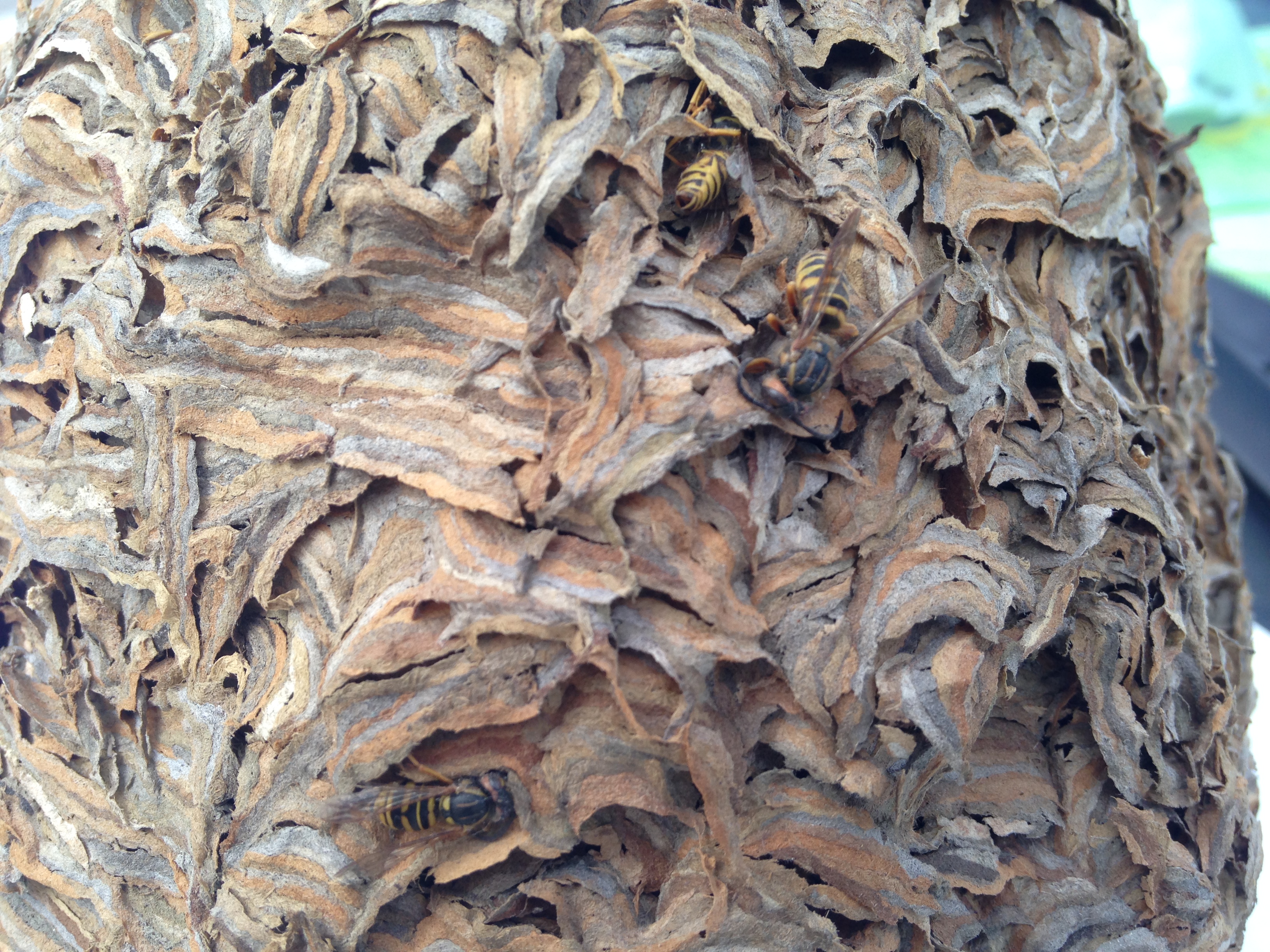 Man dead after hundreds of yellow jacket stings