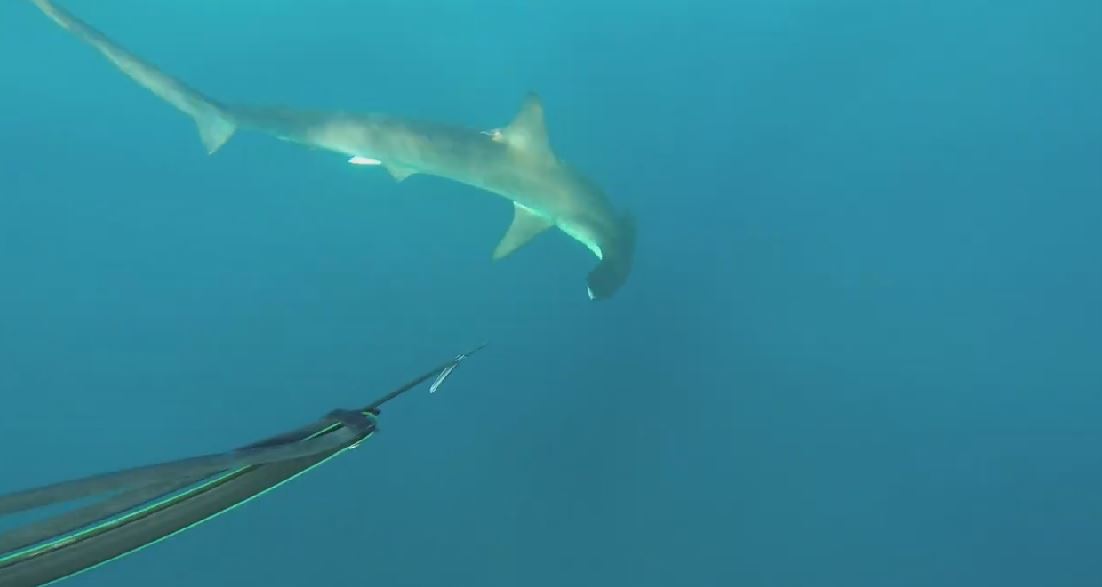 WATCH: Fishermen Swim With Hammerhead Shark | wtsp.com