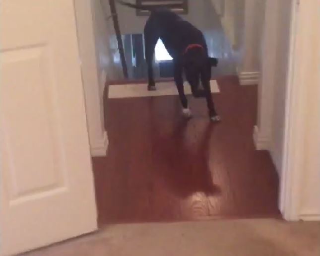 Dog is afraid to walk through doorways