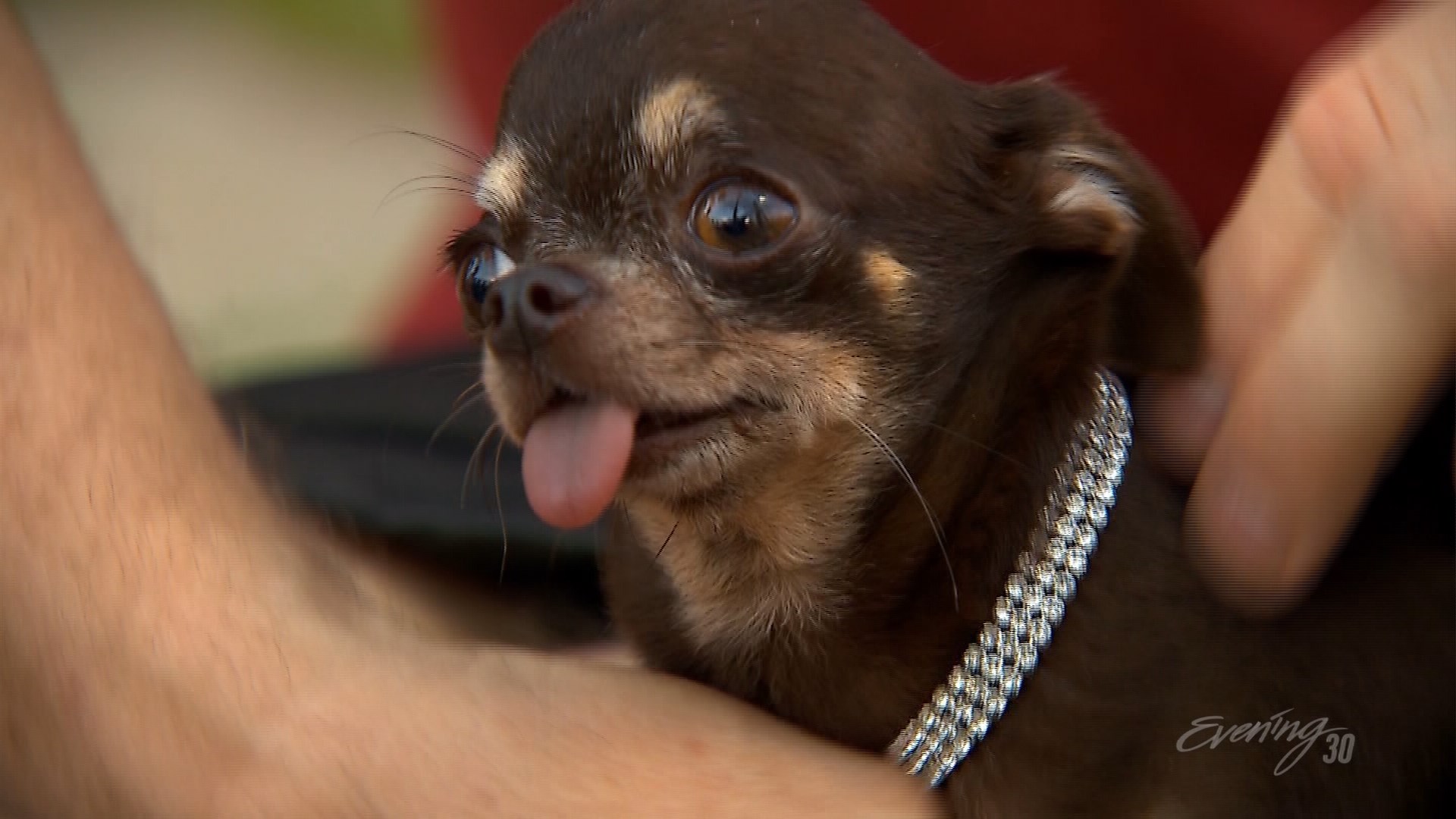 Meet Milly the world s smallest dog wtsp com