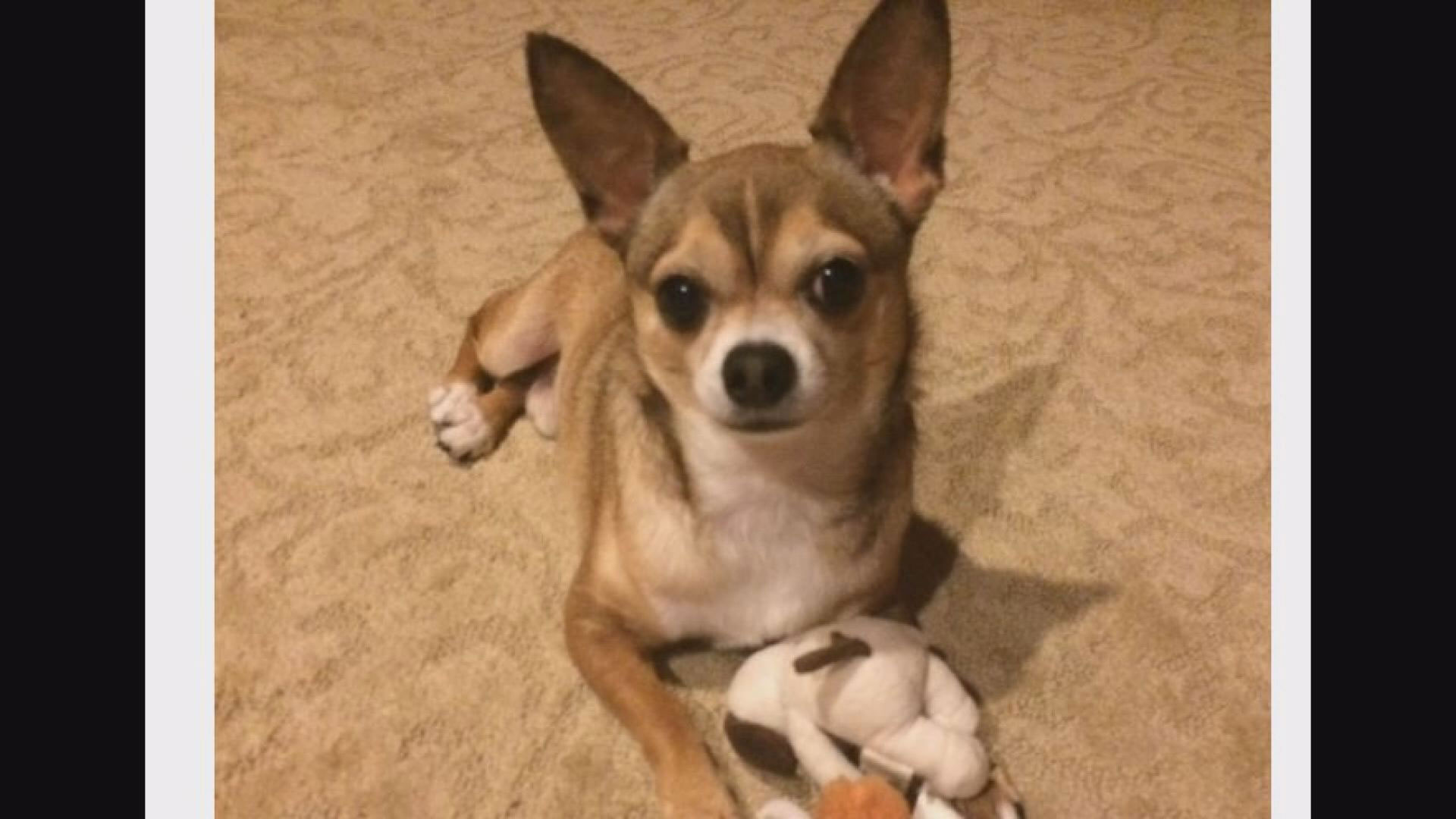 Bradenton pet owner questions dog's death at kennel