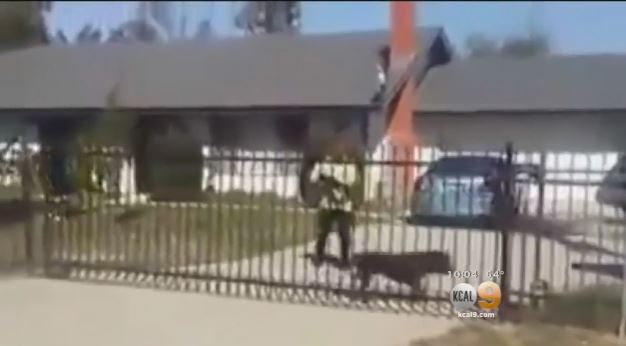 Caught on tape: feuding neighbor fatally shoots dog in California