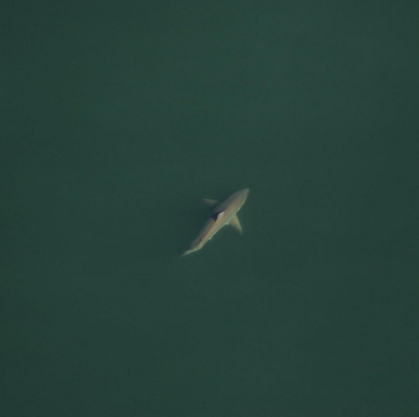 Absolutely Huge Great White Shark Breaks Atlantic Record Near Beach - yu3q9fp