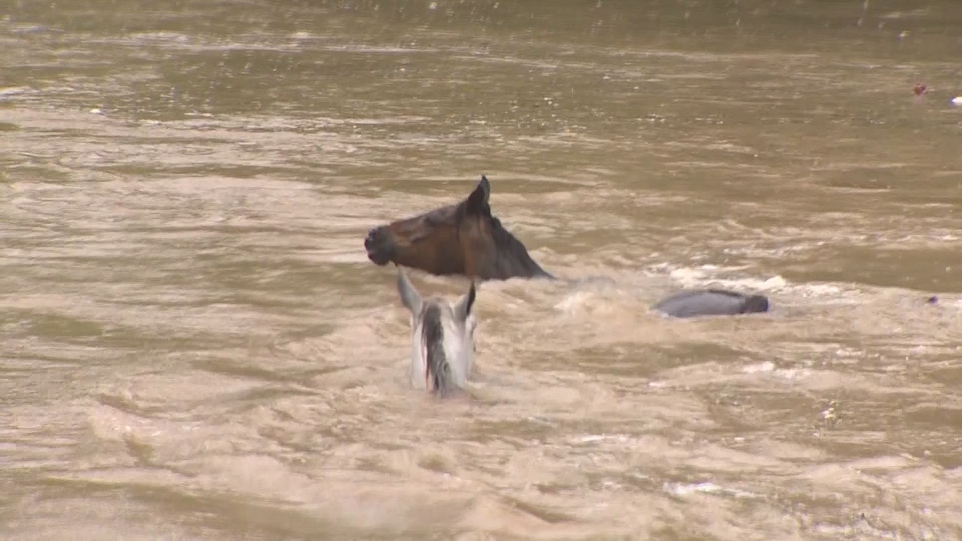 PHOTOS Rescuers help save drowning horses in Texas