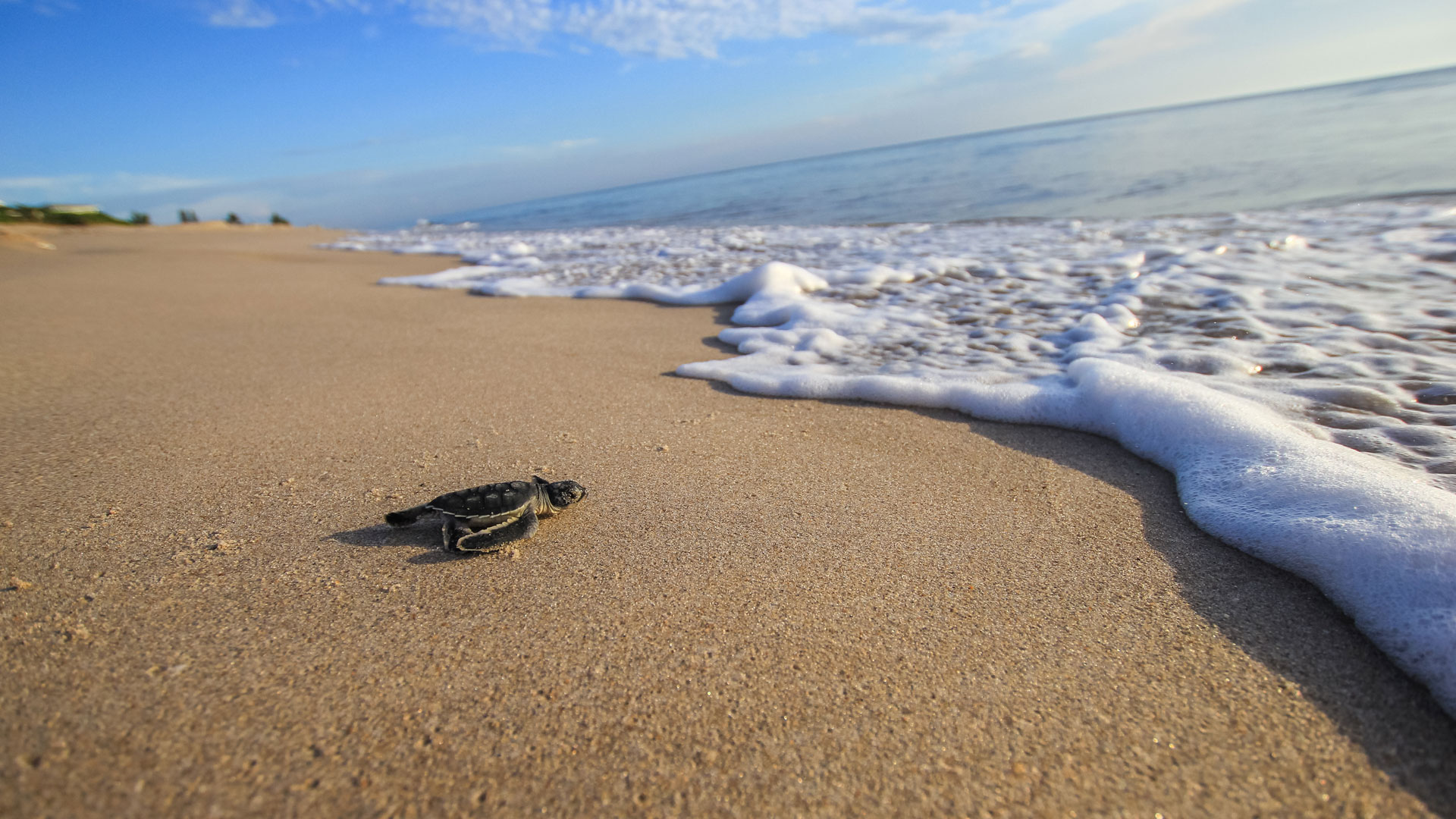 Sea Turtle Nesting Season Underway 