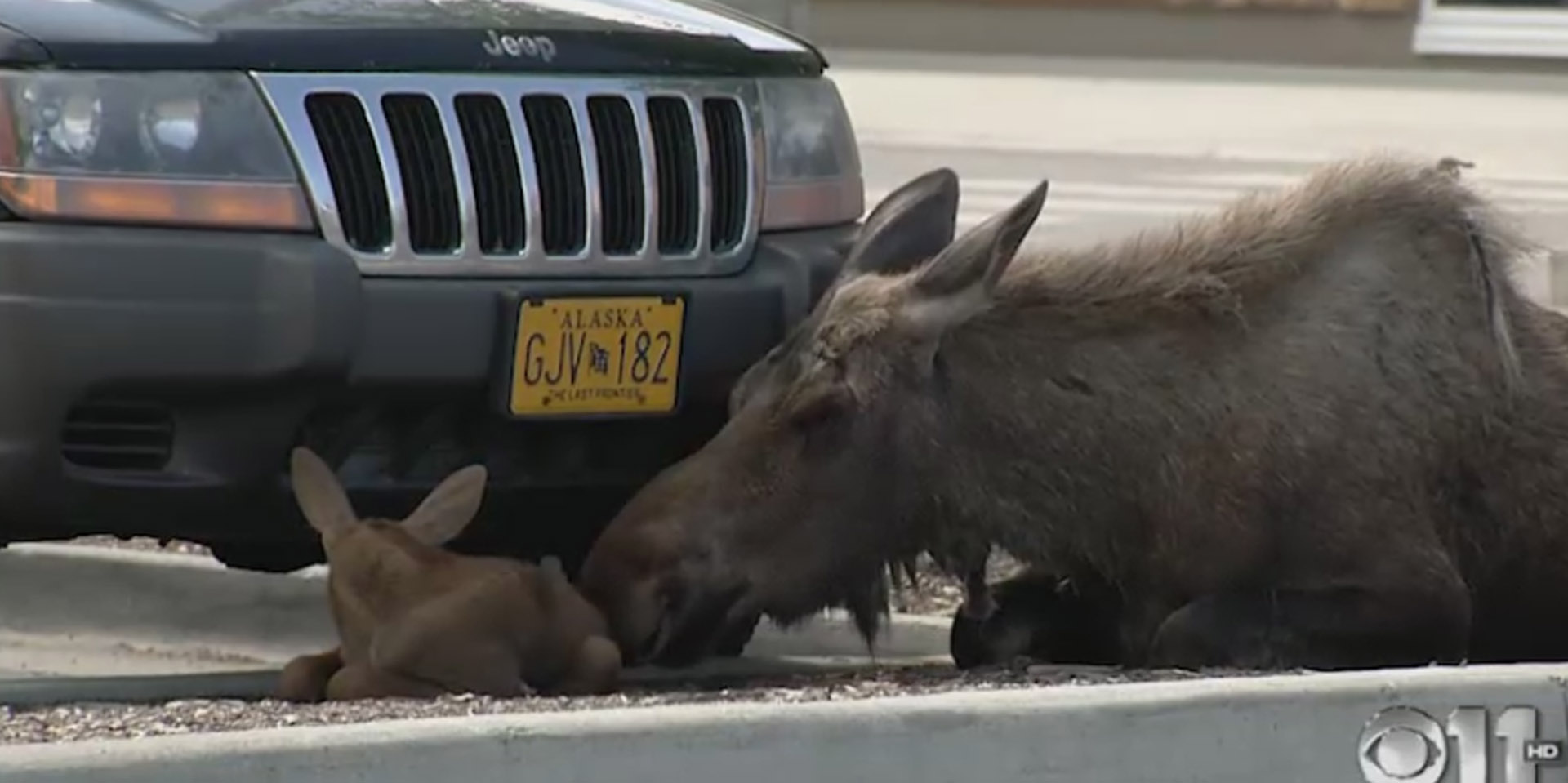 Moose Gives Birth In Lowes Parking Lot 7053