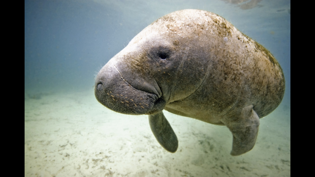 Boats killing manatees in Florida at record pace | WTSP.com