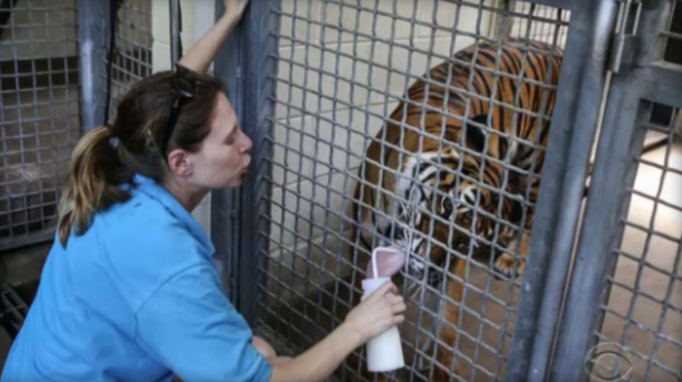 Florida Zookeeper Killed By Tiger Violated Safety Rules State Finds