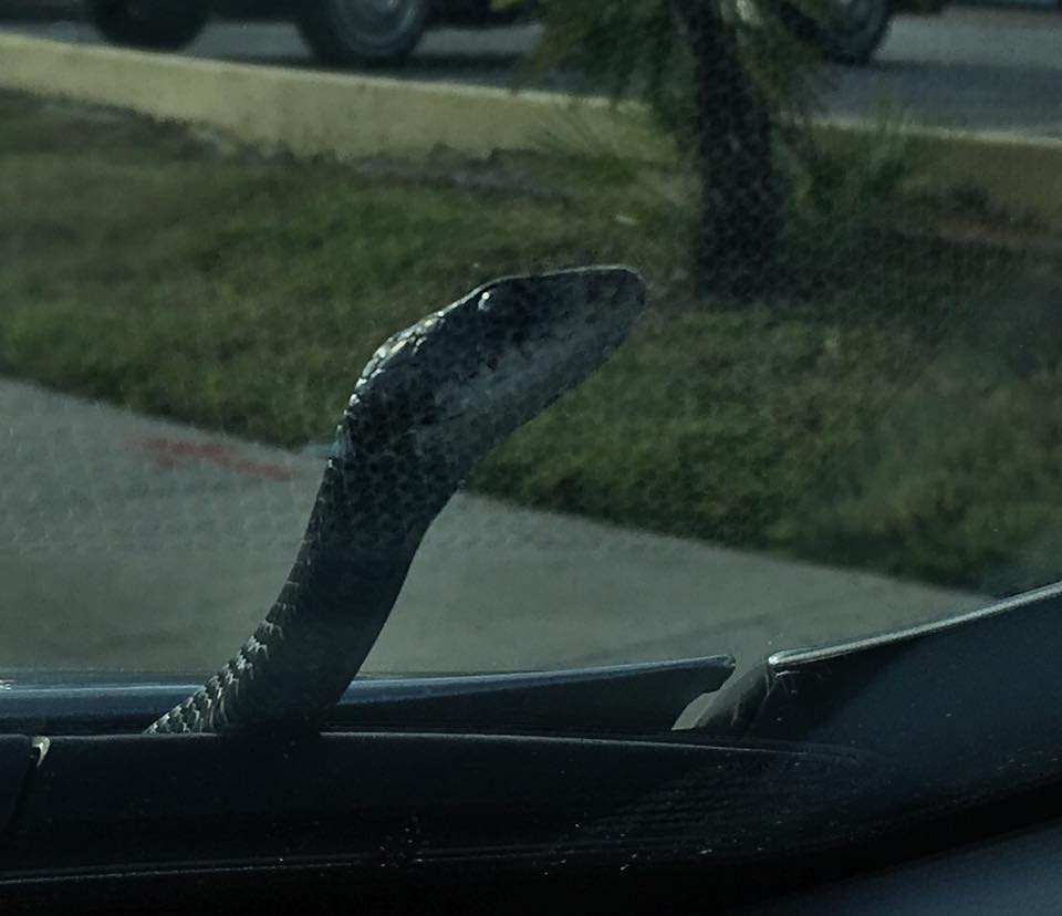 Snake hiding under man's hood emerges during rush hour