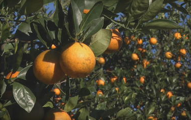 Florida's orange groves are being wiped out by tree-killing bacteria