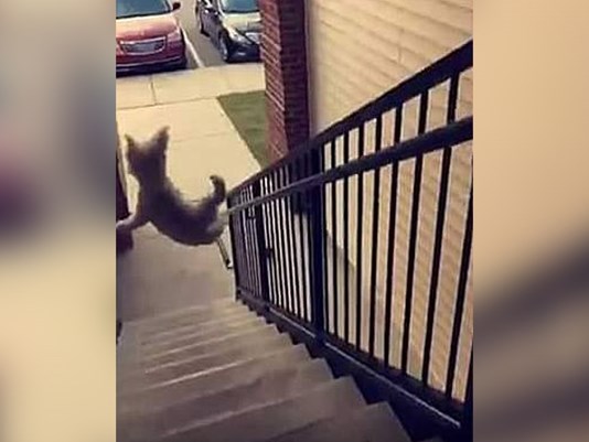 how to help a dog down stairs