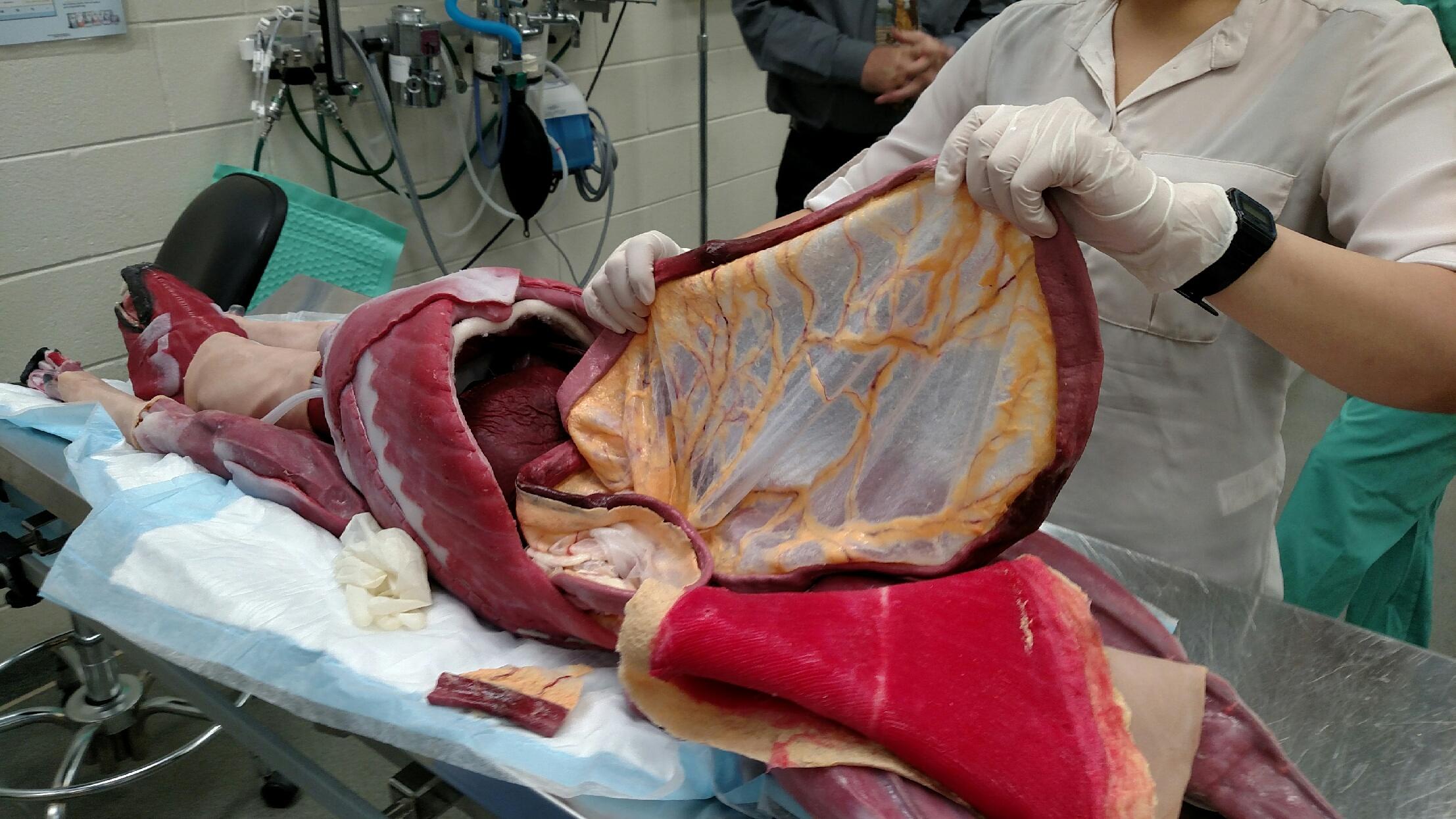 Tampa company creates synthetic dogs for vet students | WTSP.com