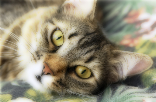 Cat food recall for 9Lives, EverPet and Special Kitty - KSDK.com
