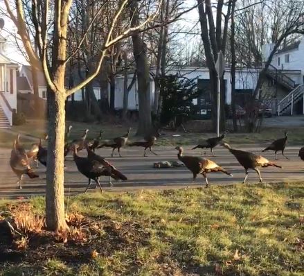 Bizarre Scene Caught On Video Wild Turkeys Circle Dead Cat
