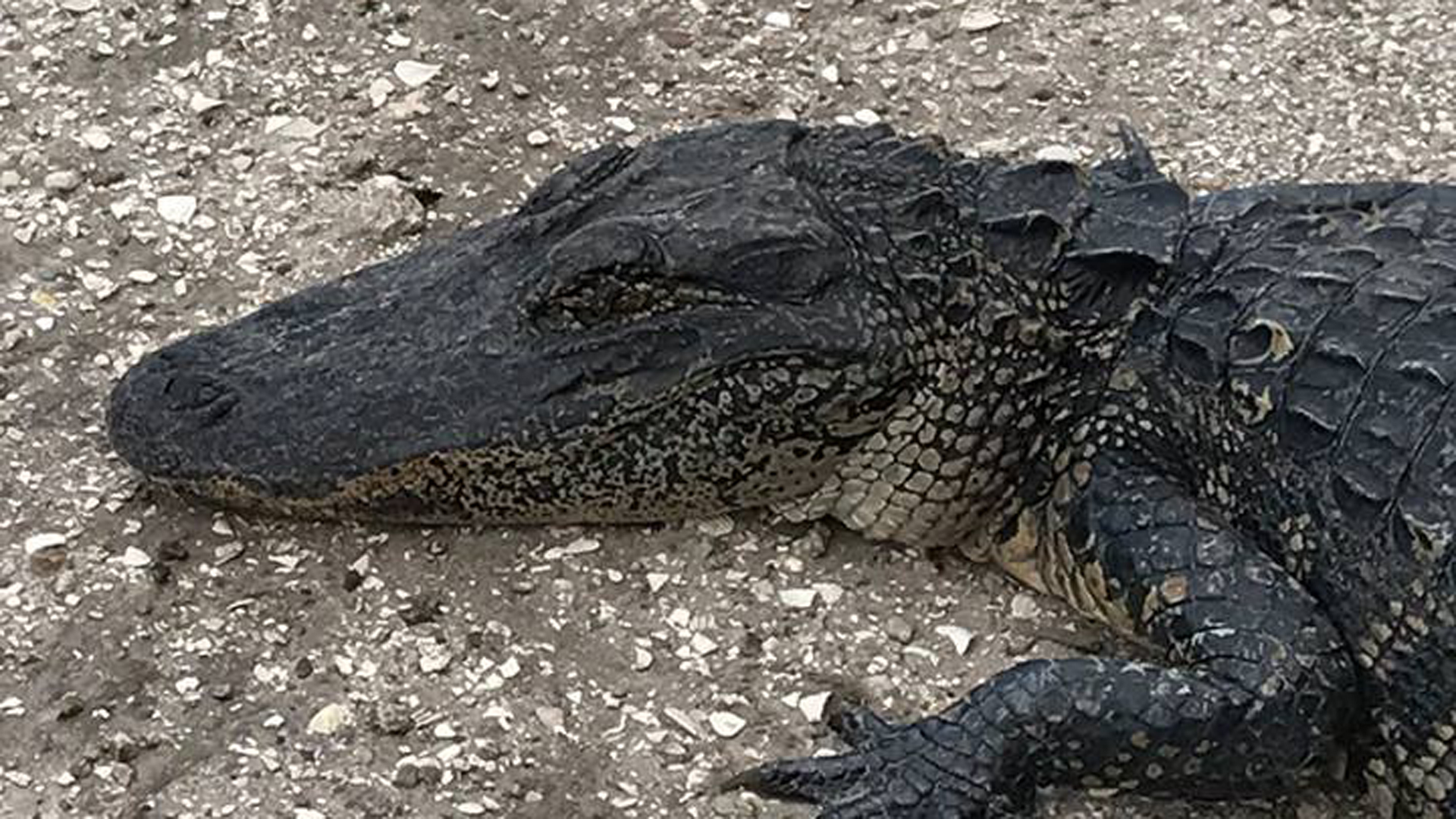 Motorcyclist seriously injured after hitting alligator on highway