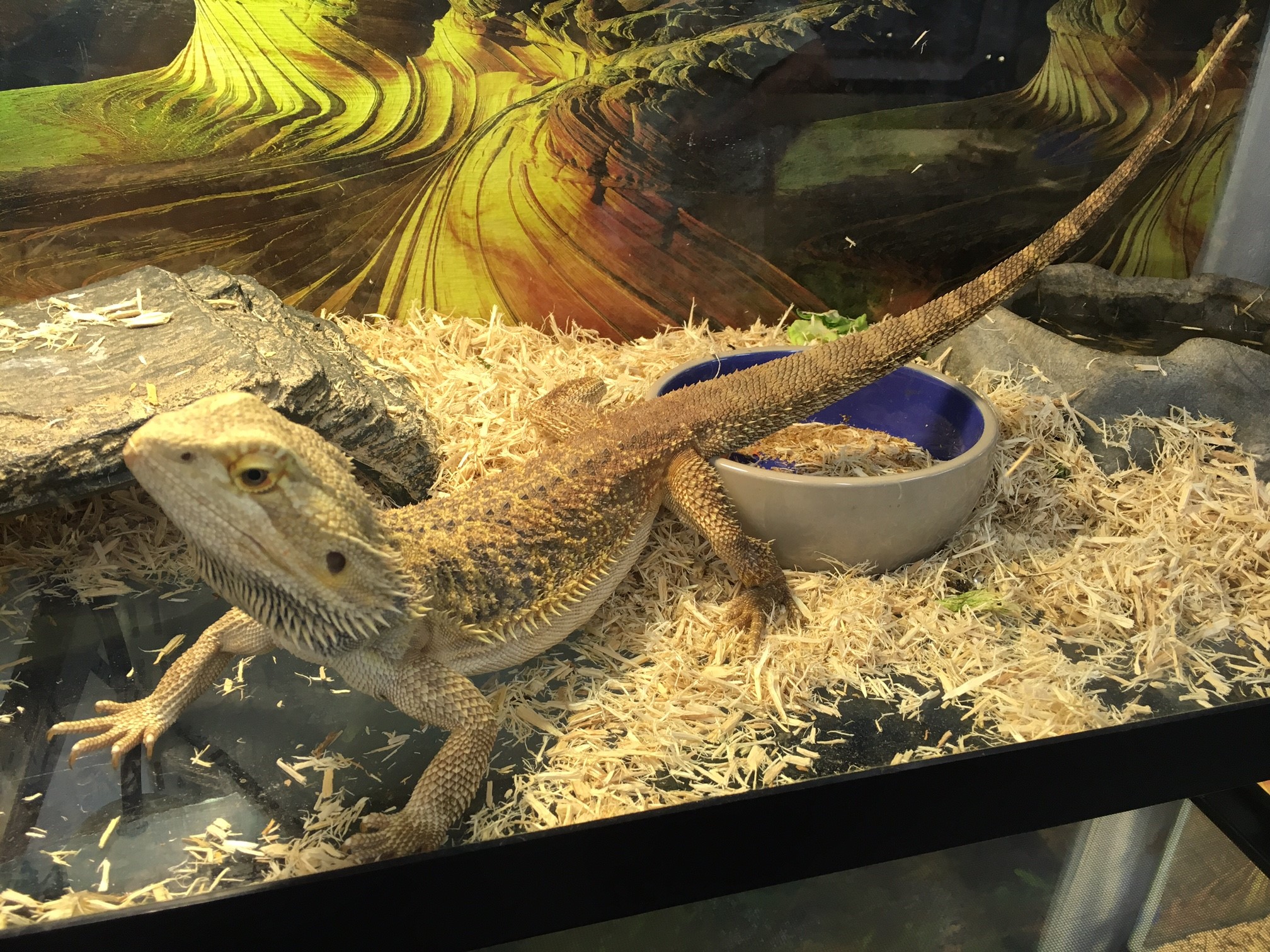 Repticon returns to the Florida State Fairgrounds