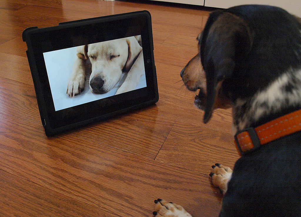 Is Your Dog Bored? - DOGTV: Television for Dogs