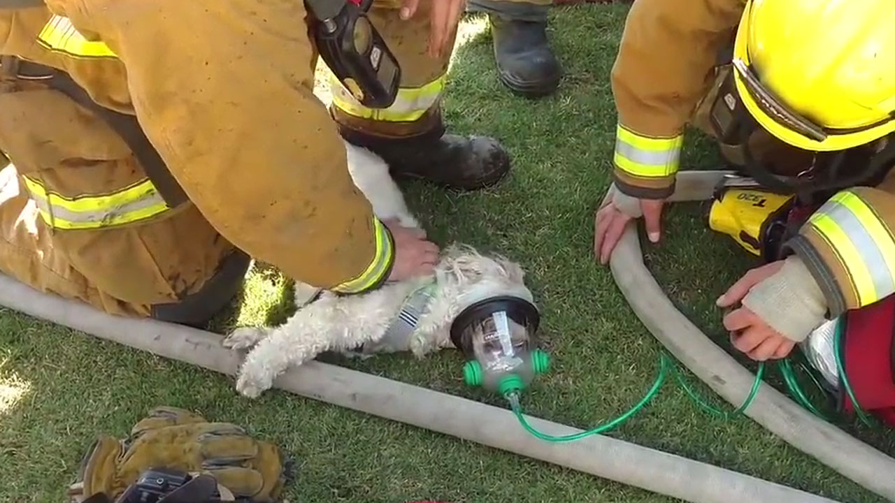 WATCH: Firefighters Save Unresponsive Dog Pulled From Burning Home ...