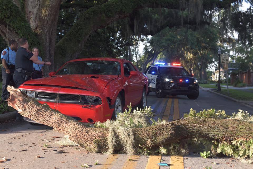 Limb from 300yearold tree falls on car