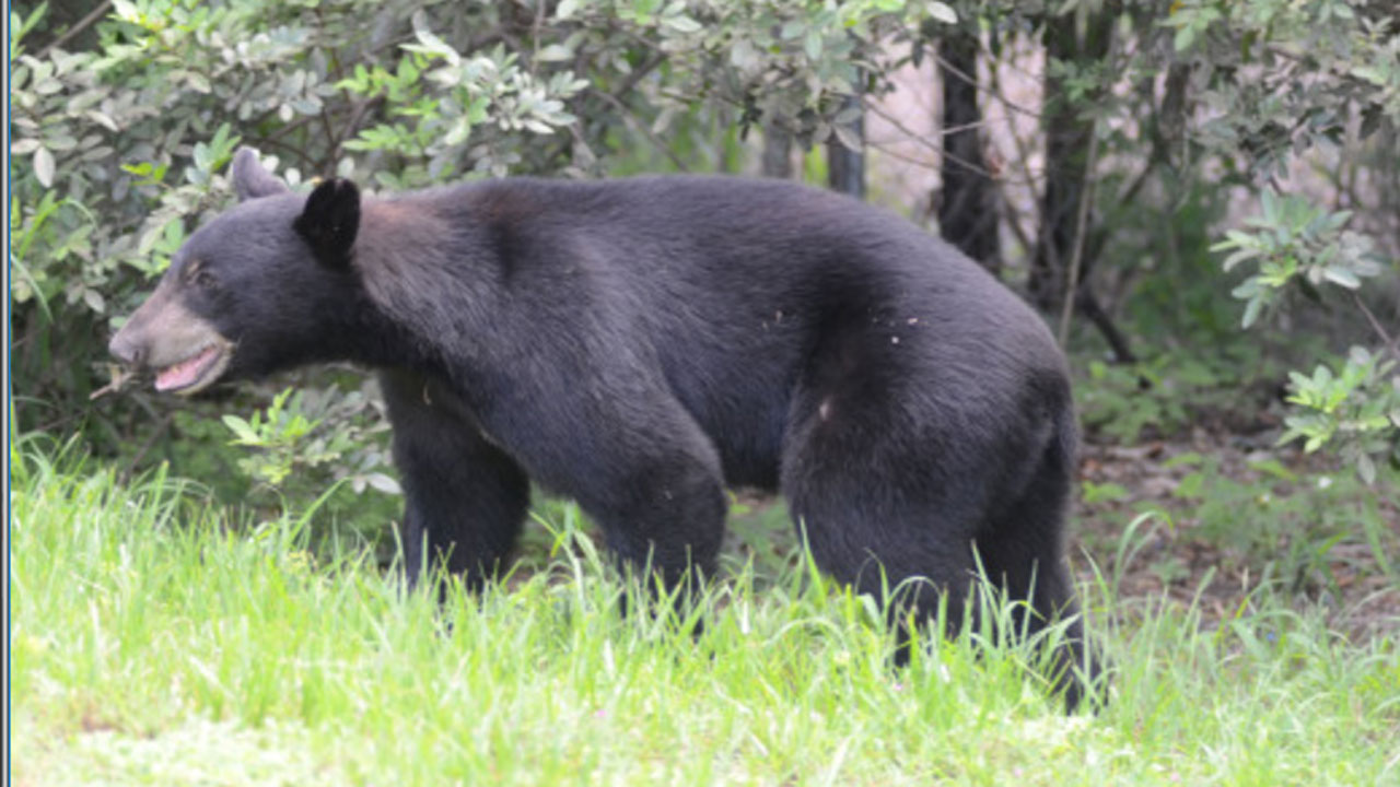 Several more bears spotted in Highlands Co. neighborhoods