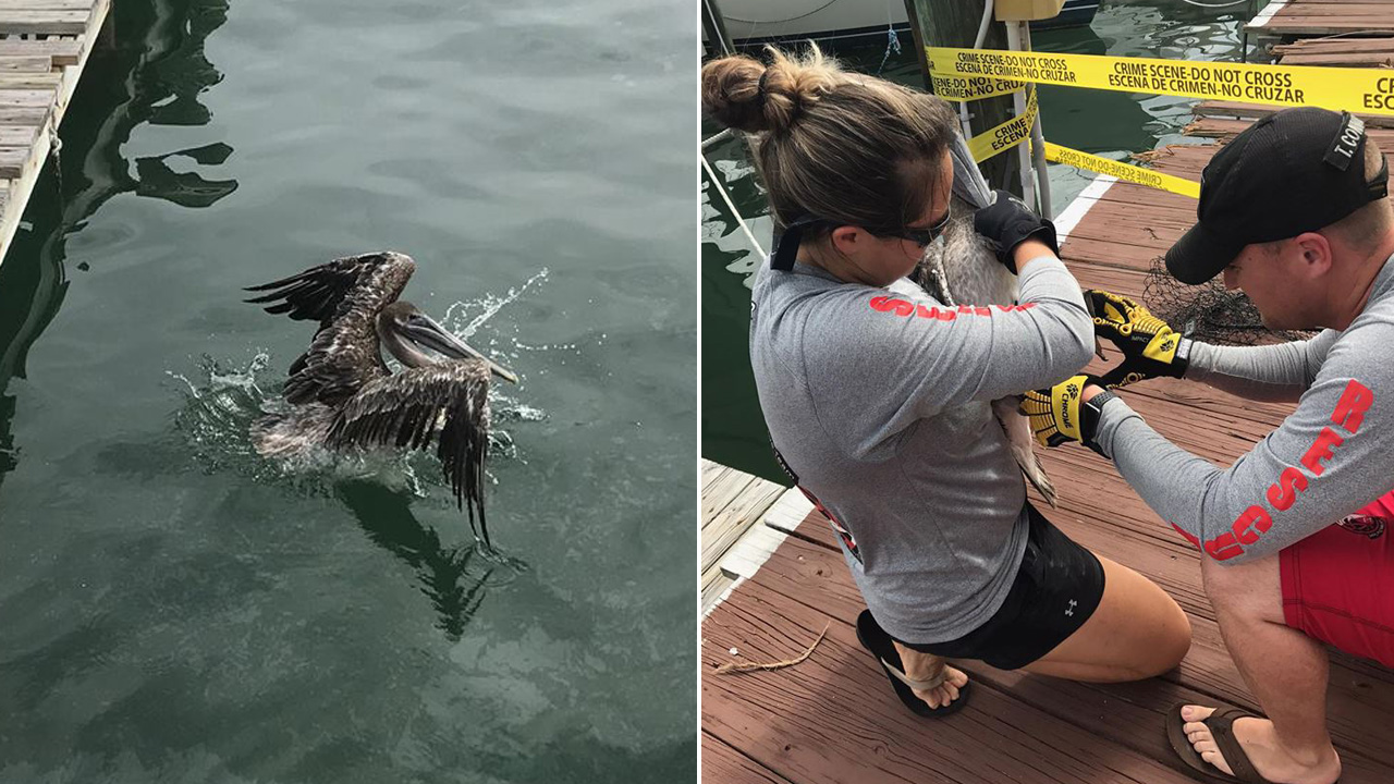 tangled up pelican gets assist from clearwater fire rescue tangled up pelican gets assist from clearwater fire rescue
