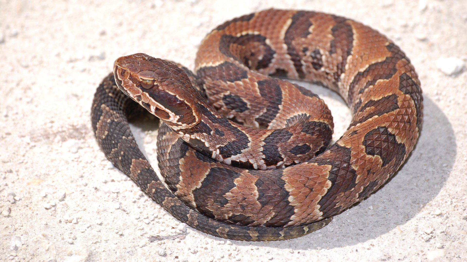 child-bitten-by-venomous-snake-at-florida-day-care-center-wtsp