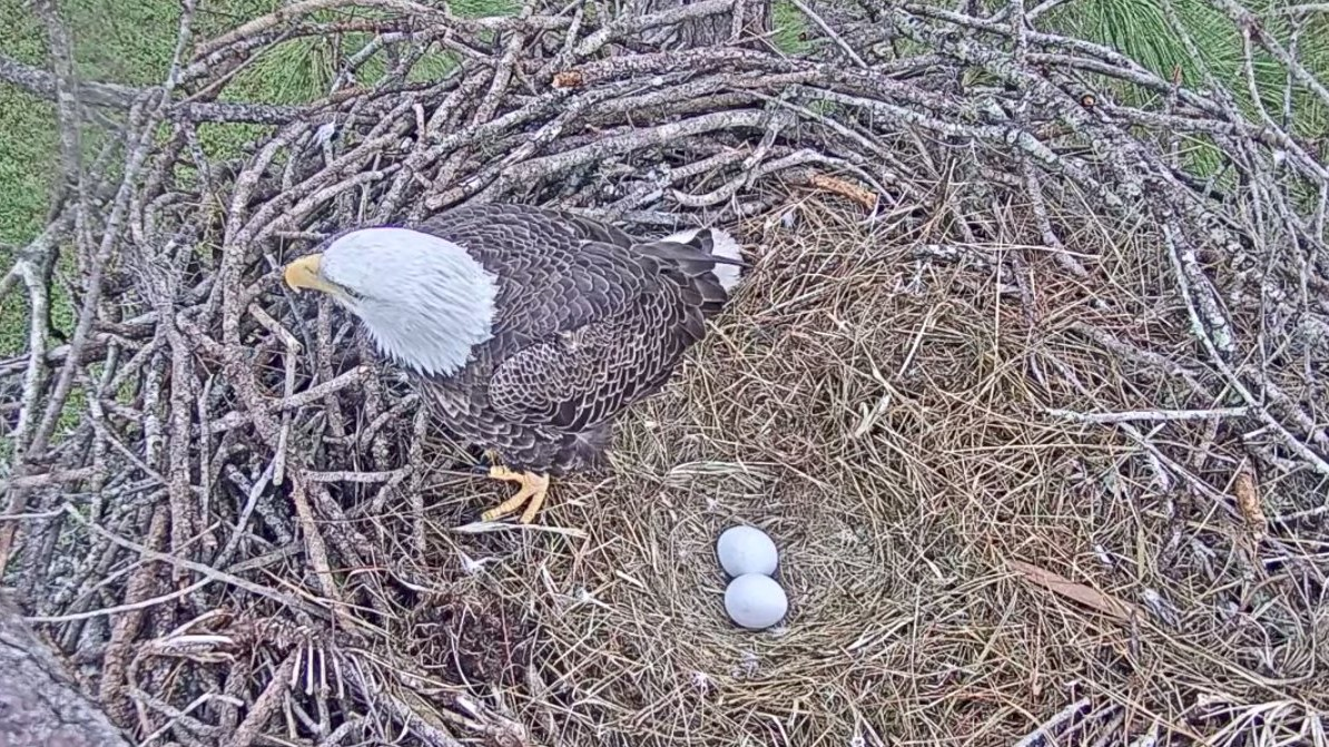 EAGLE WATCH 2017 Watch bald eagles care for eggs