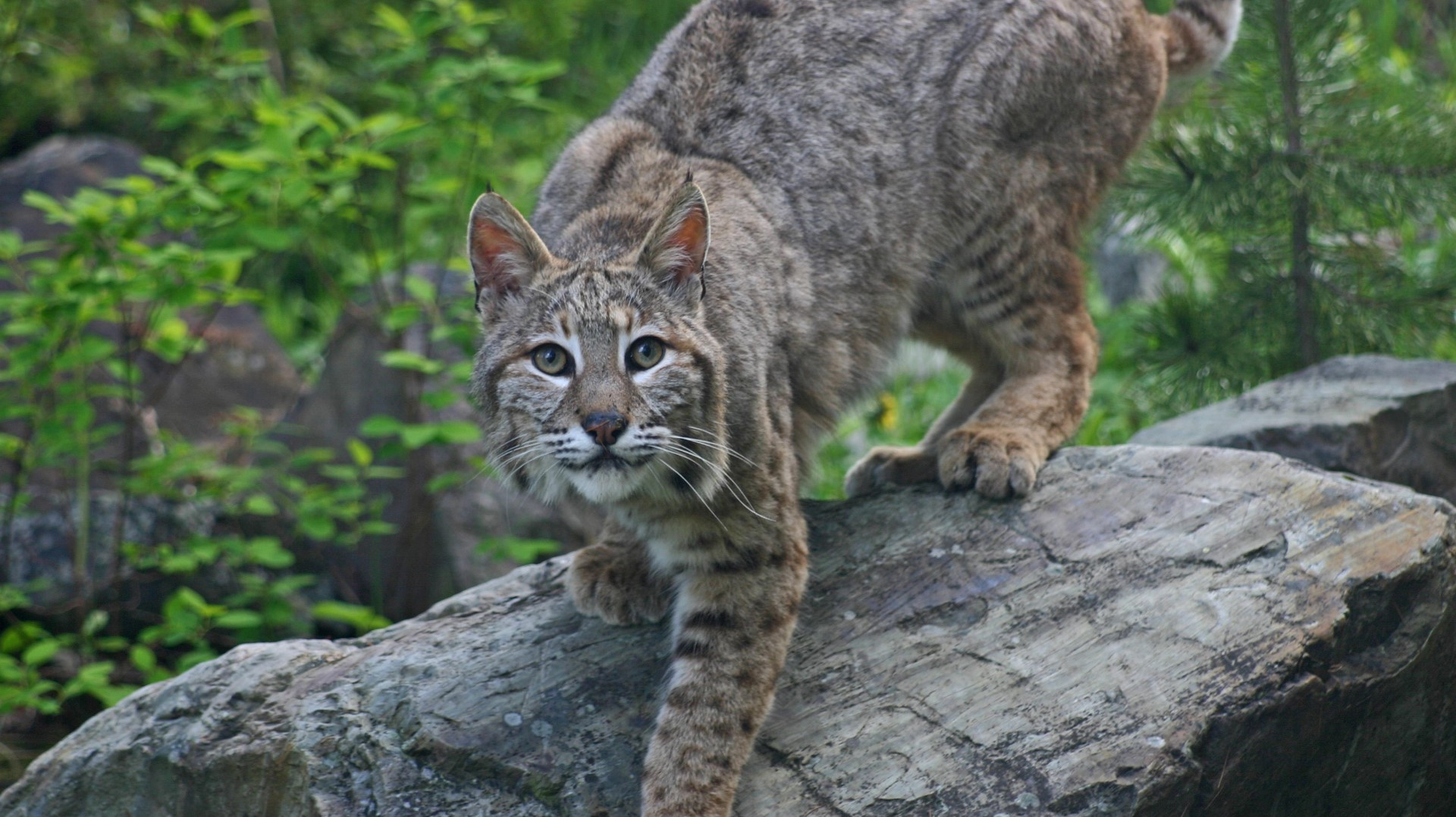 Lawsuit: Bobcat attacks man in Tampa's SkyPoint condos | WTSP.com